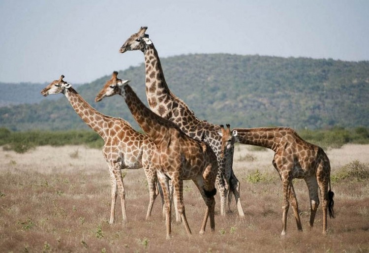 Giraffe